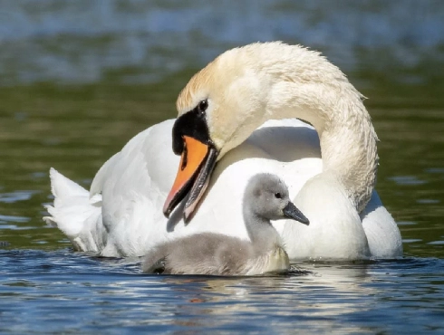 Whooper Swan